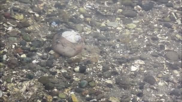 Caranguejos e caracol-do-mar — Vídeo de Stock