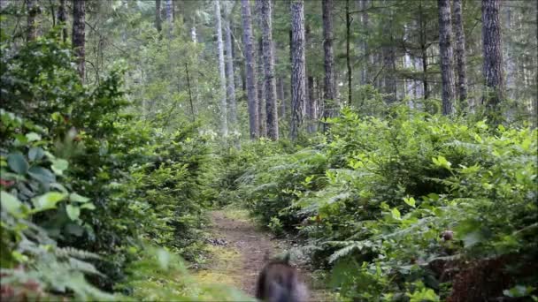 El perro huye en el bosque — Vídeos de Stock