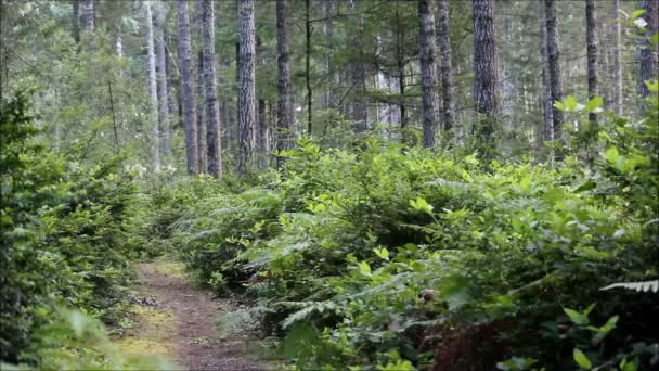 Cão corre em direção a câmera na floresta — Vídeo de Stock