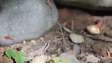 yerde oturan kurbağa