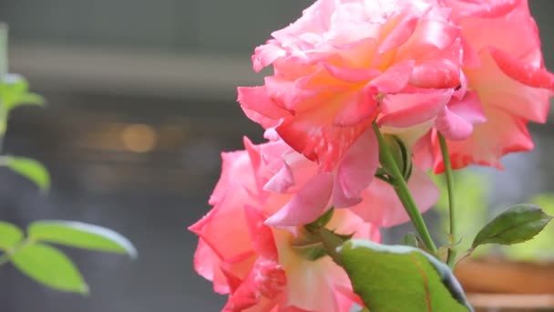 Grupp av rosa rosor med regndroppar — Stockvideo