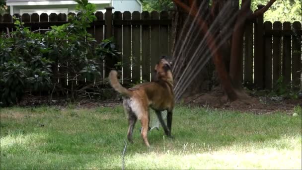 Stor hund i sprinkler 2 — Stockvideo