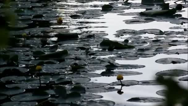 Lilly pads in the evening — Stock Video