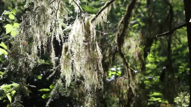 Moss opknoping van boom — Stockvideo