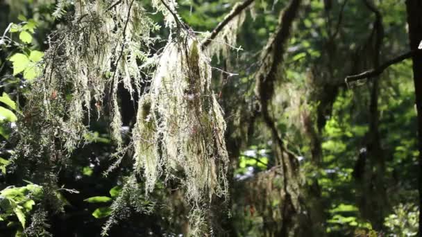 Moss hängande från träd — Stockvideo