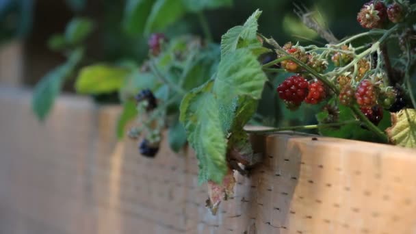 Ripening berries on a wooden fence — Stock Video