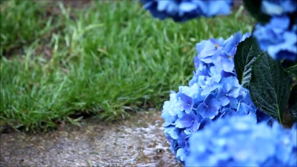 Медленный дождь падает на землю и на голубые цветы — стоковое видео