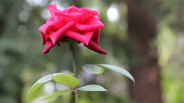 Jednu červenou růži, rostoucí s kapky vody — Stock video