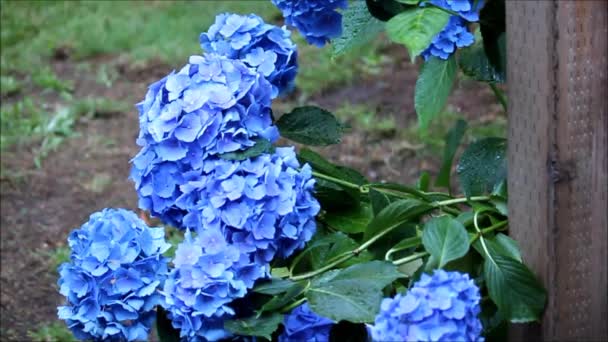 Slow spring rain on hydrangeas — Stock Video