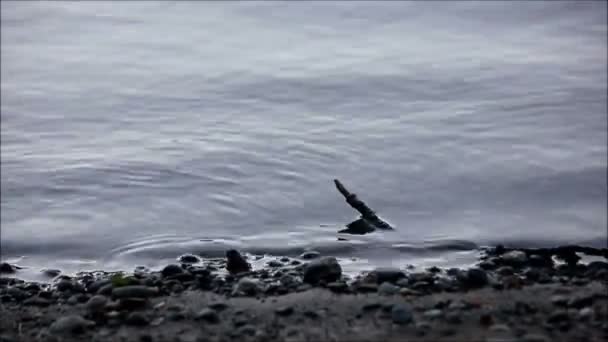 Pequeña ramita en las ondas — Vídeo de stock