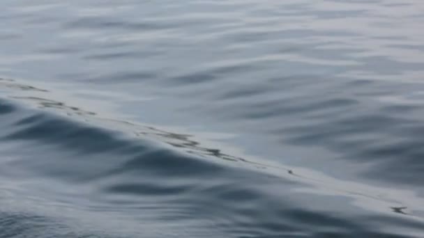 滑らかなうねり波のパターン — ストック動画