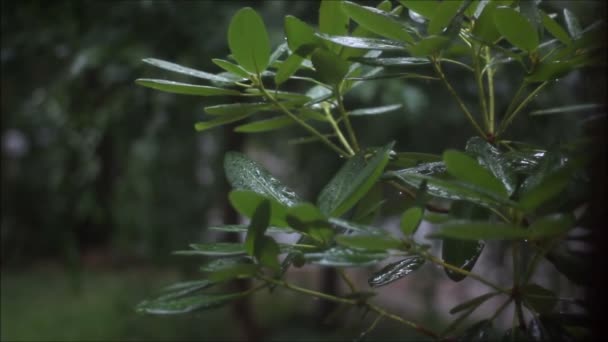 Stormy day on leaves — Stock Video