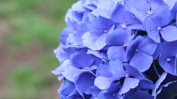 Hortênsia da Primavera — Vídeo de Stock