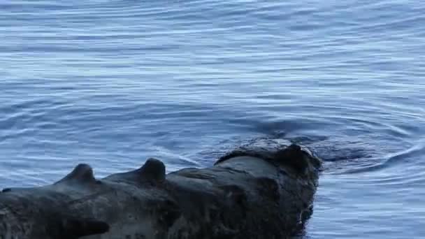 Вода крутится вокруг упавшего бревна — стоковое видео