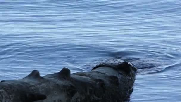 Wasser umspült umgestürzten Baumstamm — Stockvideo