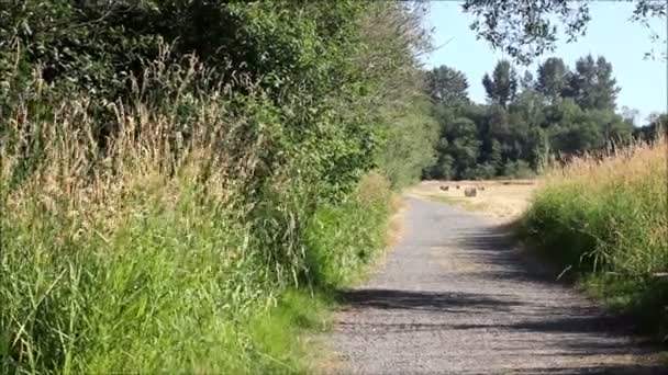 Viento en hierba en camino — Vídeo de stock