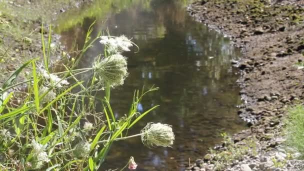 Полевые цветы и жук возле ручья — стоковое видео