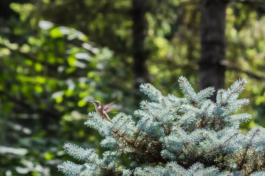 Küçük Hummingbird hala bir Bush üzerinde oturuyor