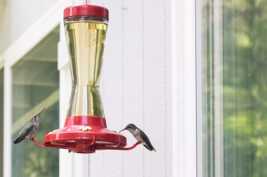 Besleyici kuş uğultu tünemiş