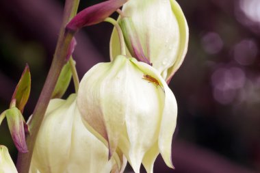 küçük hata çiçek yaprakları gizleme