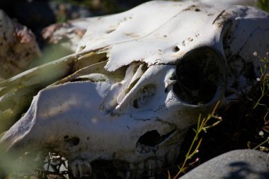 Kurutulmuş geyik kafatası