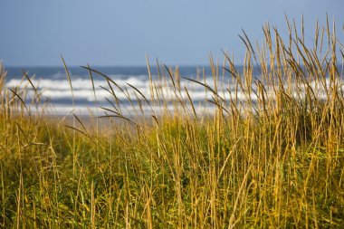 Golden beach çimen