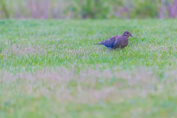 Голубь на лужайке с оттенками фиолетового — стоковое фото