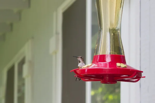 Alert Humming bird — Stock Photo, Image