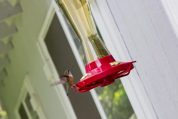 Liten fågel dricker från humming bird feeder — Stockfoto