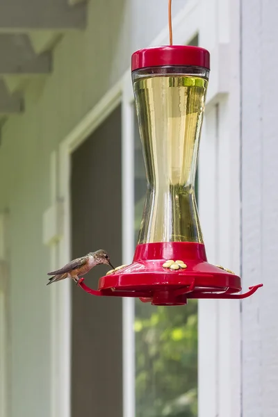 Little bird on a hummingbird feeder — Stock Photo, Image