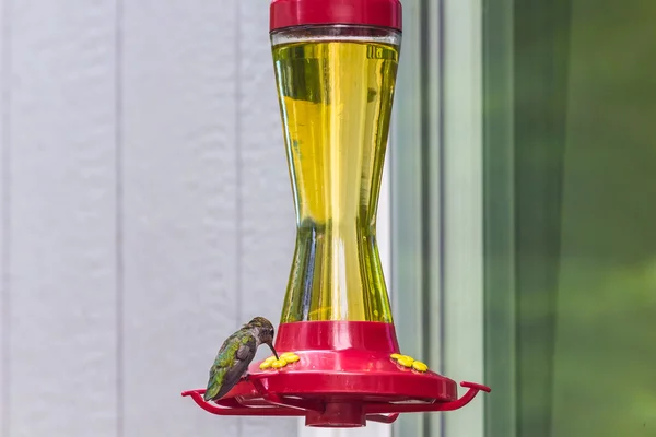Trött Humming bird drycker från feeder — Stockfoto