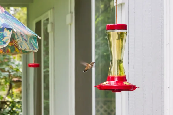 Svävar humming bird — Stockfoto