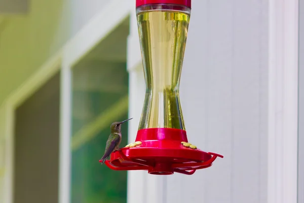Pássaro zumbido pensativo no alimentador — Fotografia de Stock