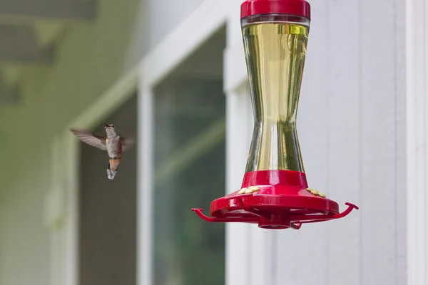 Surrande fågel poser nära feeder — Stockfoto