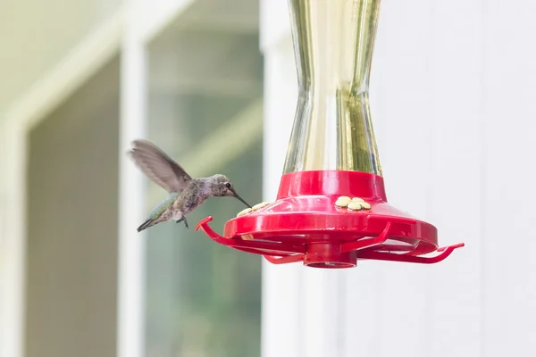 Koliber prawie wznosi — Zdjęcie stockowe