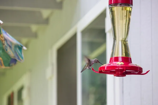 Humming bird nästan landar — Stockfoto