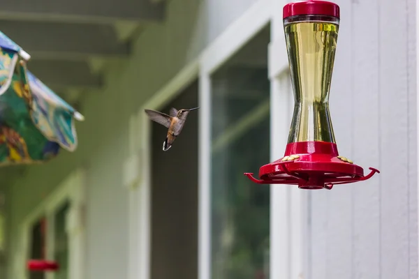 Humming bird flies near feeder — Stock Photo, Image