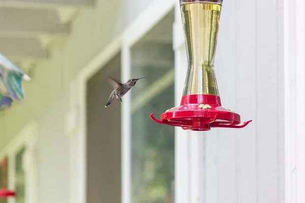 Humming bird landning — Stockfoto