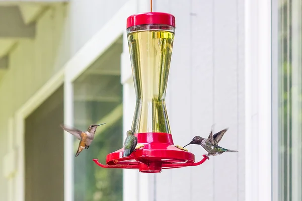 Três aves ao redor de um alimentador — Fotografia de Stock