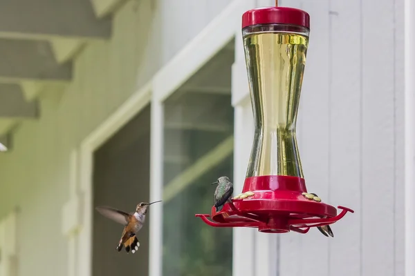 Ocupado humming alimentador de aves — Fotografia de Stock