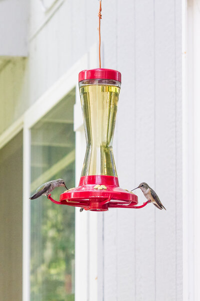 Two Hummingbirds and a feeder