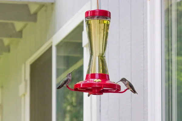 Duo pirched humming bird — Stock Photo, Image