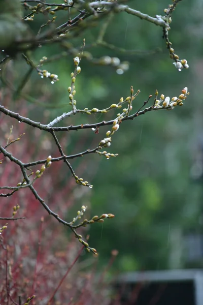 Knospen im Regen — Stockfoto