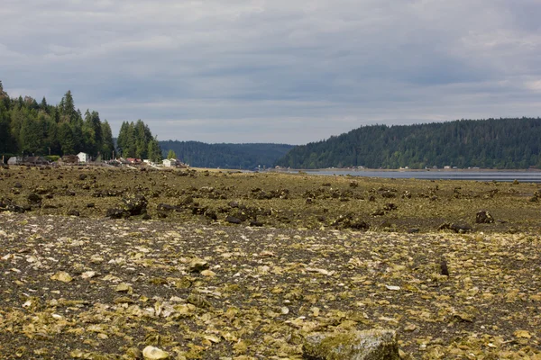 Shell omfattas strandlinjen — Stockfoto