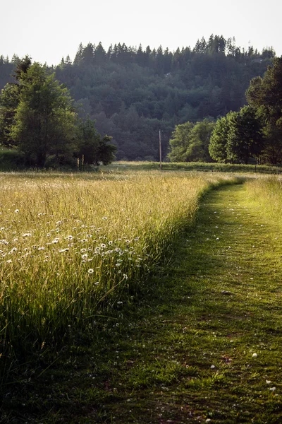 Path through the meadow — Stock Photo, Image