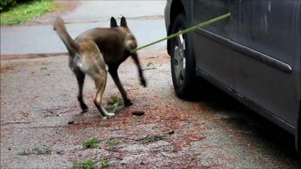 Hund quält sich an Auto gefesselt — Stockvideo