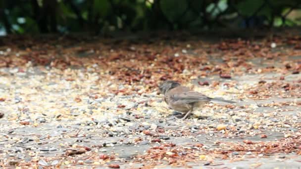 Sparrow äta frön av däck — Stockvideo