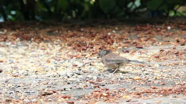 Gorrión comiendo semillas fuera de cubierta — Vídeos de Stock