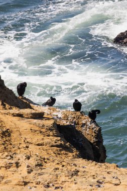 Deniz kuşları, köpüren okyanus dalgalarının üzerindeki engebeli uçurumlara tünediler. Yüksek kalite fotoğraf