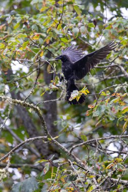 Ağaçlar Ülkesi 'ndeki yosunlu ağaç dalına karga kondu. Yüksek kalite fotoğraf